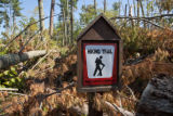 Blow down of old red and white pines on the Chippewa National Forest, Minnesota, in July, 2012.
