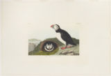 Plate 213 (Plate CCXIII), Puffin