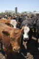 Beef herd at University of MInnesota, Rosemount Research and Outreach Center.