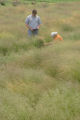 Perennial ryegrass variety development and winter hardiness testing. Research plots on St. Paul Campus, University of Minnesota.