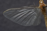 Polymitarcyidae Epheron virgo