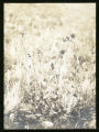 Helianthus scaberrimus