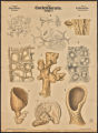 (Typus) Coelenterata, Hohlthiere, (Classe) Lithistida, Steinschwämme (Ordnung) Porifera, Schwämme