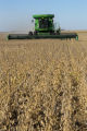 Harvesting soybeans on the Craven farm in Jackson County, Minnesota.