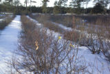 Blueberry breeding, winter hardiness testing by the University of Minnesota.