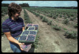 Blueberry harvest of potential new varieties.