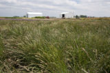 Perennial ryegrass (left) breeding.