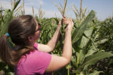 Corn rootworm susceptibility in some lines of BT corn.