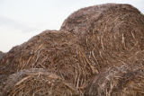 Biomass and wind power, alternative energy research at the University of Minnesota, West Central Research and Outreach Center, Morris.