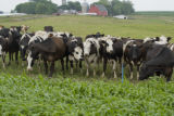 Normande dairy cows eating Sudan grass on farm near Jordan, Minnesota, the Riesgraf family.
