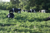Organic dairying and rotational grazing research by Dennis G. Johnson, University of Minnesota West Central Research and Outreach Center, Morris.