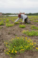 Birdsfoot trefoil seed production, St. Paul campus.