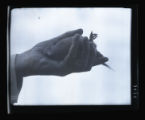 Bird banding with Frank W. Commons, dove in hand