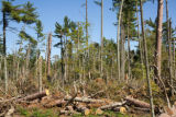 Blow down of old red and white pines on the Chippewa National Forest, Minnesota, in July, 2012.