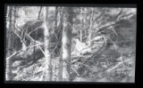 Ruffed Grouse at Baptism River on the North Shore of Lake Superior