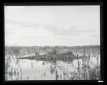 Forster's Tern, birds on nests on muskrat home