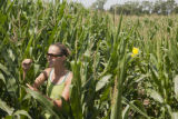 Corn rootworm susceptibility in some lines of BT corn.