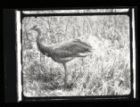 Sandhill Crane standing, left side