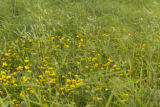 Polyculture for biomass. Birdsfoot trefoil, sweet clover...) University of Minnesota research near Roseau, Minnesota at the Magnuson Research Farm.