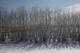 Field plots of alternative, perennial crops for Minnesota. University of Minnesota, St. Paul Campus.