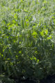 Sweet, green pea research by Vince Fritz, Department of Horticultural Science.