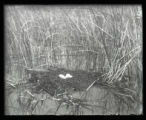 Holboells Grebe nest and eggs, uncovered